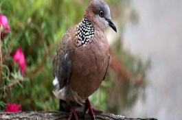 斑鸠养殖利润，斑鸠养殖市场前景分析