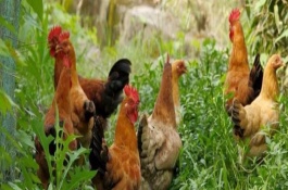 林下养鸡需要什么设备