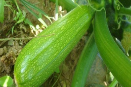 西葫芦最怕的农药是什么，西葫芦怕高温和霜冻吗