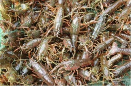 养龙虾有什么好处，池塘养殖主要有小龙虾单养蟹虾混养