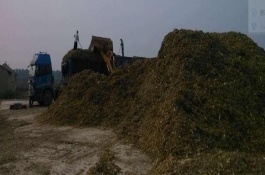 青储饲料的制作方法，青储饲料坑的周围可铺上塑料薄膜