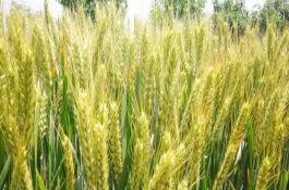 鲁研128小麦品种介绍，鲁研128小麦的栽培要点