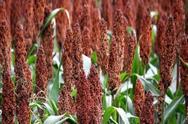 高粱专用肥配方，高粱如何高产