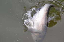 鲢鱼的产地在哪里，胡子鲢产地在哪里