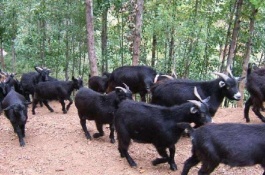 内蒙古细毛羊一斤多少钱，内蒙古细毛羊养殖优势分析