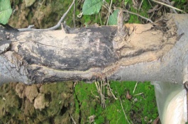 果树腐烂病特效药，果树腐烂病特效药有金力士