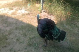 火鸡什么节日吃，火鸡的营养价值