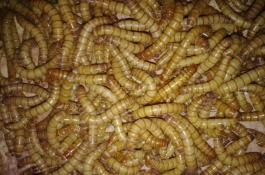 泥鳅养殖方法，水槽木箱养殖