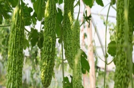 清明种什么农作物，清明节气介绍