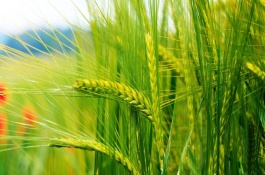 小麦返青肥什么时候施，小麦返青肥怎样施