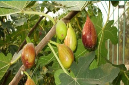 无花果喜欢什么肥料，季节不同养分吸收不同