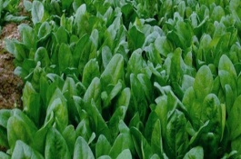 小满种什么农作物，小满可以种植四季豆