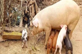 后备母猪的饲料配方，后备母猪饲养管理技巧