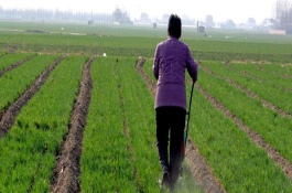 小麦追肥用尿素还是复合肥，小麦追肥主要用尿素