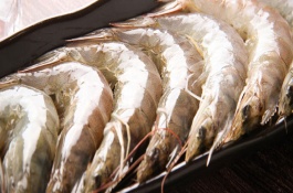 什么品种的虾苗好