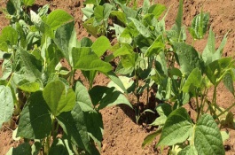 施肥诊断法是什么，土壤施肥诊断法