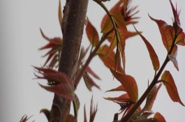 香椿芽人工种植有哪些优良品种