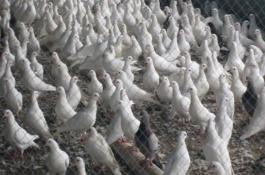 鸽子养殖技术及教程，肉鸽的经济价值分析