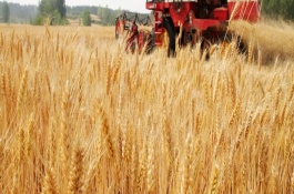 北方农民要收割麦子南方农民要插秧是在哪个节气，芒种的农事活动