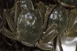 大闸蟹生态养殖技术，拦网设计与安装