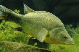 什么品种的鲈鱼苗好，什么鲈鱼苗品种好