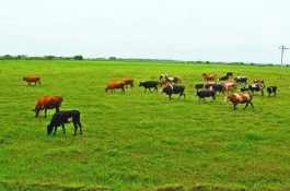 黄牛苗的价格是多少，黄牛苗价格多少钱一头