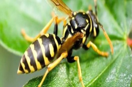 蜜蜂养殖的基本知识，蜜蜂的养殖设备