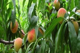 春季桃树用什么药，桃树什么时候用药