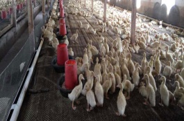 肉鸭饲料配方，饲料适口性