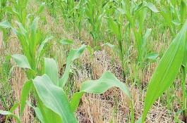 除草剂打了多久才安全，除草剂除草注意事项