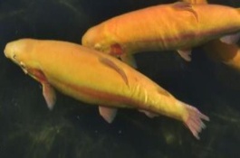 一斤金鳟鱼的市场价格是多少，金鳟鱼食用价值