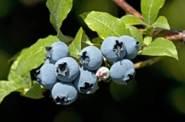 山东日照有哪些特产