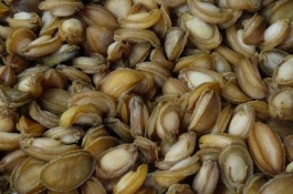 什么品种的鲍鱼苗好，大连1号鲍鱼