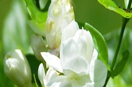 如何自制茉莉花肥，自制茉莉花浸泡肥液