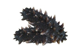 霞浦海参产地在哪里，霞浦海参是哪里的特产