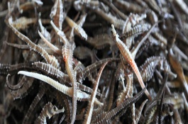 海马能养殖吗，海马养殖必须要海水吗