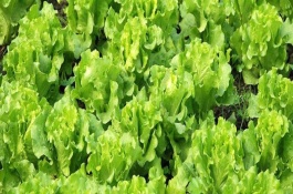 芒种前后还能种植哪些作物,芒种前后可以种植生菜