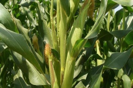 阳光玫瑰亩产成本是多少,阳光玫瑰亩产费用是多少