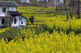 如何进行橙苗的种植方法和管理