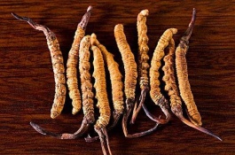 虫草一斤多少钱，虫草花的市场前景