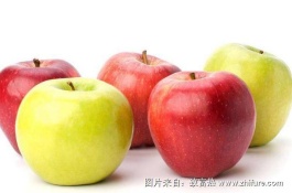 什么苹果树苗适合在北方种植，秦阳苹果树苗