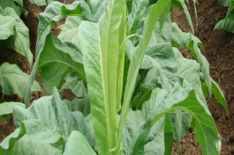 kk19烤烟品种介绍,烤烟的其他品种