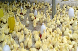 鹅苗防疫表，鹅苗养殖注意事项