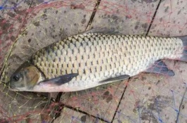 倒刺鲃原产地及品种介绍，中华倒刺鲃