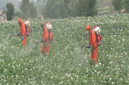 一桶农药加入多少红糖，农药中加入洗衣粉的作用