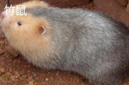 穷人创业一千元以下的创业项目有哪些，农村住宅设计装修