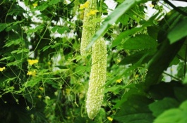 什么最赚钱，黄金荚成功逆袭的品种亩收益近万元