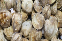 黄沙蛤的产地在哪里，蚬子品种有哪些