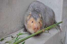 这些养殖项目非常适合农村养殖,竹鼠养殖技术