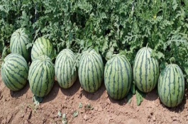 8424的培育过程，8424品种介绍